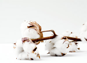 The Different Types of Cotton